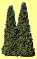 Arborviate
