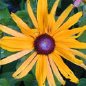 Rudbeckia 'Chim Chiminee'