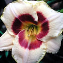 'Custard Candy' Daylily