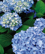 Blue Hydrangea