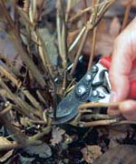 Hydrangea Pruning