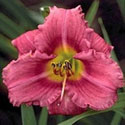 'Rosy Returns' Daylily