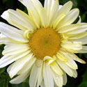 'Sonnenschein' Shasta Daisy