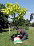 Fall Planting