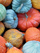 Gourds