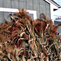 Corn Stalks