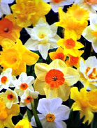 Daffodils