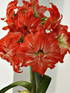 Amaryllis