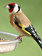 Goldfinch