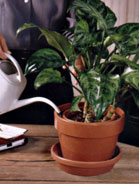 Houseplant