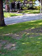 Lawn
