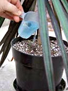 Houseplant Fertilizing