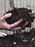 Compost