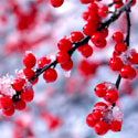 Winterberry