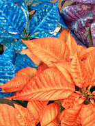 Fantasy Color Poinsettias