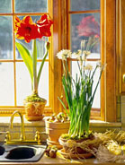 Bulbs