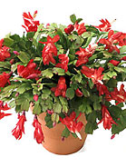 Christmas Cactus