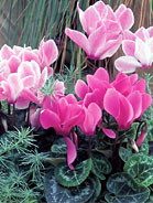 Cyclamen