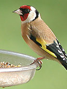 Bird Feeder