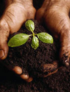 Seed Starting