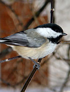 Chickadee