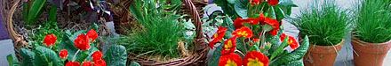 Windowsill Vignettes
