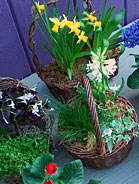 Windowsill Vignettes