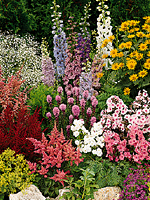 Perennials