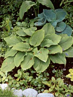 Hostas