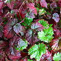 Color Flash Astilbe