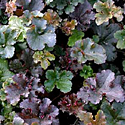 Crimson Curls Heuchera
