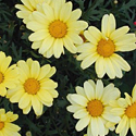 Argyranthemum 'Butterfly'