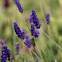 Hidcote Lavender