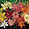 Lilies