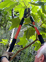 Pruning