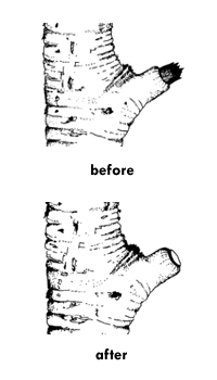 Proper Pruning