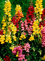 Snapdragons