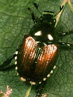 Japanese Beetle