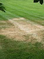 Lawn fungus