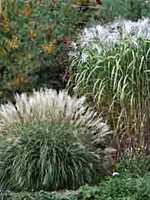Ornamental Grasses