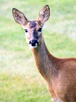 Deer