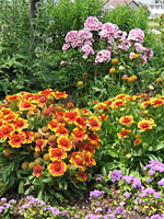 Summer Garden