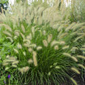 Fountain Grass