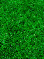 Lawn