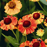 Helenium 'Mardi Gras'