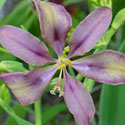 Pardancanda norrisii