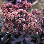 Sedum 'Purple Emperor'