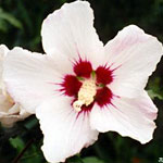 Hibiscus 'Red Heart'