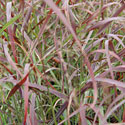 Panicum 'Ruby Ribbons'