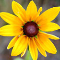 Rudbeckia